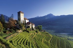 Dal Sangiovese al Bellone, tutta la biodiversità dei vitigni autoctoni italiani