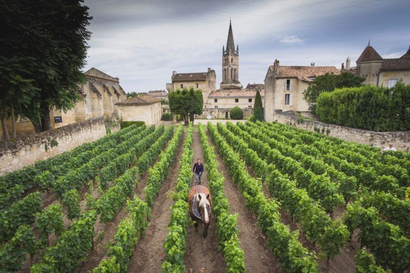 La bellezza dei vigneti di Bordeaux 