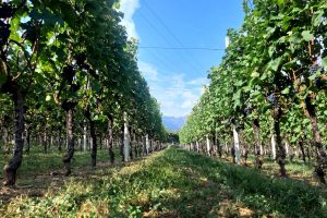 Il più bel vigneto di Marzemino? Quello di Bruno Spagnolli