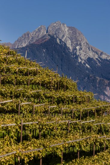 Alto Adige, terra di grandi vini bianchi e di una diversità senza pari