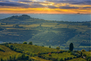 I Quaderni di WineNews - Il Soave