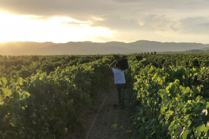 Dall’Umbria alla Sardegna, dalla Campania al Molise: i “nuovi classici” del vino italiano