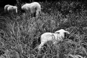 Agnello Pomarancino Presidio Slow Food