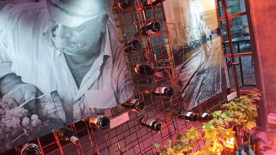 La sostenibilità al centro di Vivite, il focus sul vino di Alleanza delle Cooperative