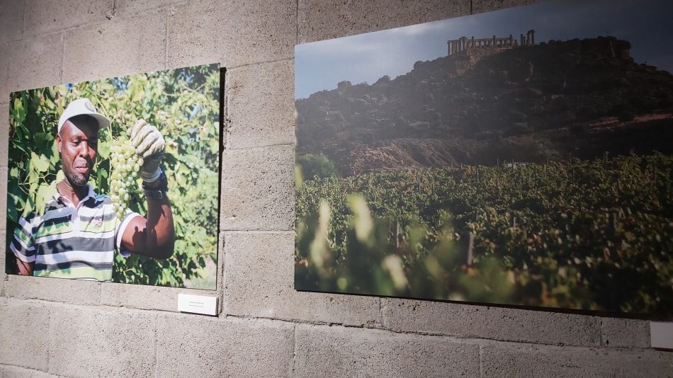 La sostenibilità al centro di Vivite, il focus sul vino di Alleanza delle Cooperative