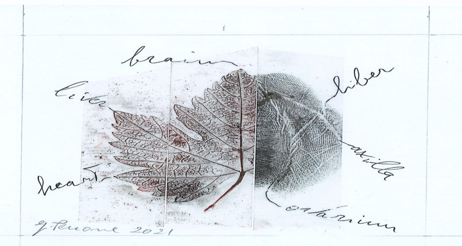 I disegni di Giuseppe Penone per il progetto “Barolo en primeur 2021” 