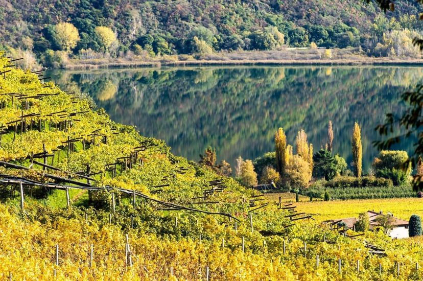 Il foliage sfondo di “Autochtona”. Ph: Strada del Vino Alto Adige