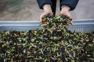 Sta arrivando l’“olio novo”, poco ma buono in un 2021 difficile per i simboli del made in Italy Sta arrivando l’“olio novo”, poco ma buono in un 2021 difficile per i simboli del made in Italy