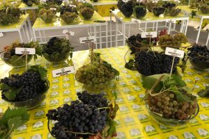 Dall’uva Monica alla Rondinella, la biodiversità dei grappoli d’Italia a “Vinitaly Special Edition”