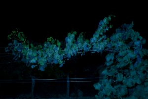 Zenato ed il “Vino. Oltre il paesaggio”. La nuova mostra fotografica nel progetto Zenato Academy