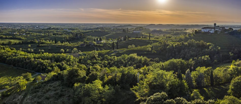 I vigneti di Livio Felluga