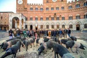 Raffigurata da grandi pittori, razza pregiata, la Cinta Senese è tornata in Piazza del Campo a Siena