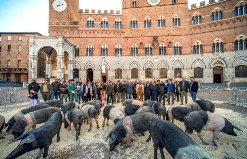 La Cinta Senese in Piazza del Campo