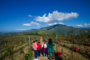 Serre di Mulino a Vento, il vino di Mastroberardino per ricostruire il legame dei giovani al Cilento