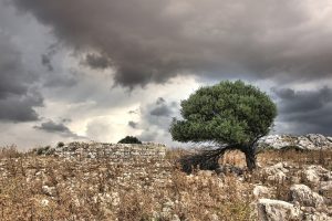 Il maltempo si abbatte sull&rsquo;Italia, allarme per fine vendemmia e raccolta delle olive