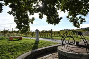 Il “Percorso delle Panchine Arancioni” tra cantine e vigneti della Ribolla di Oslavia, ora è realtà