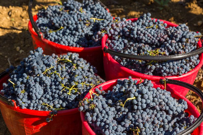 Stime di vendemmia: quantità in forte calo (-15%) ma altissima qualità per il Brunello di Montalcino
