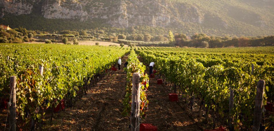 I vigneti di San Salvatore 1988