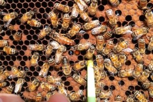 Le api possono monitorare il Covid e prevedere altre ondate pandemiche: a dirlo uno studio del Crea Le api possono monitorare il Covid e prevedere altre ondate pandemiche: a dirlo uno studio del Crea