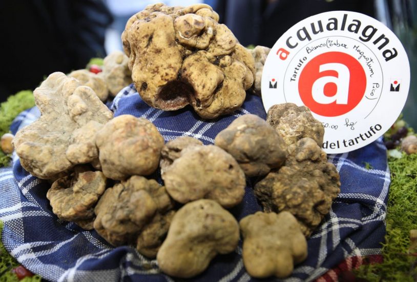 Il tartufo in mostra, ad Alba, Acqualagna