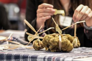 Il tartufo bianco sconta la siccità: quantità al lumicino e prezzi alle stelle