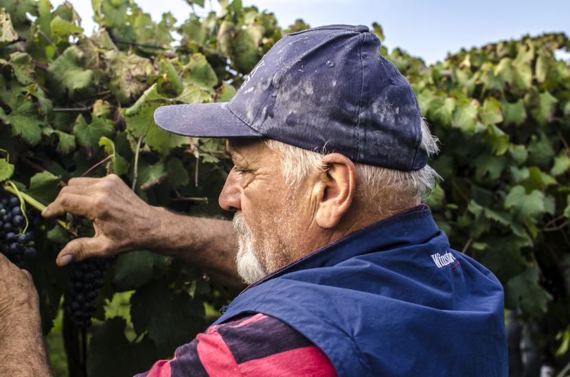 La sostenibilità al centro di Vivite, il focus sul vino di Alleanza delle Cooperative