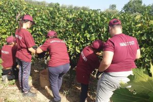 Vino e solidarietà, nelle vigne di Velenosi la vendemmia de “L’Orto di Paolo”