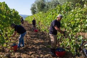Harvest estimates: quantity in sharp decline (-15%) but very high quality for Brunello di Montalcino