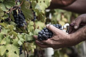Vino bio, i trend di consumo, le prospettive di sviluppo e le possibilità di crescita sui mercati Vino bio, i trend di consumo, le prospettive di sviluppo e le possibilità di crescita sui mercati