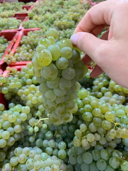 Il bilancio della vendemmia 2021