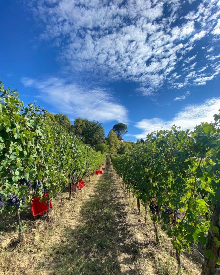 La vendemmia nelle griffe del Barolo