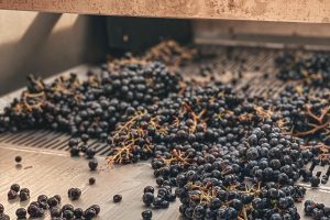 La vendemmia 2021 nel mondo produrrà 250 milioni di ettolitri di vino. Sui livelli del 2017