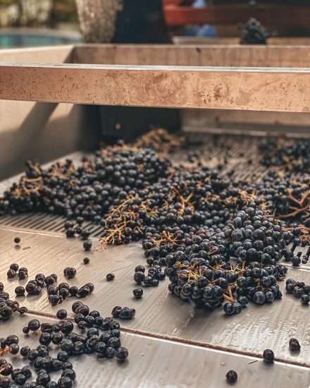 La vendemmia a Poderi Luigi Einaudi, griffe del Barolo