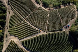 Il Barolo 2021? Un’annata sorprendente, trionfo della resilienza del Nebbiolo