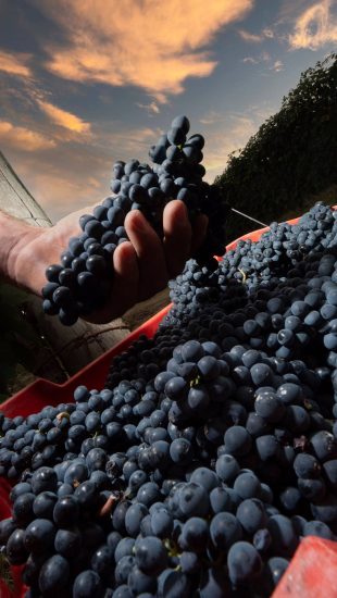 La vendemmia nelle griffe del Barolo