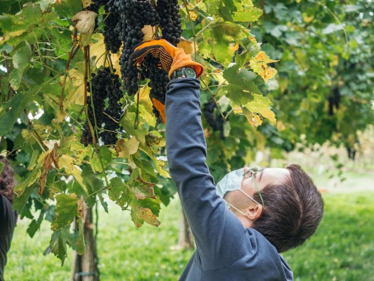 Il bilancio della vendemmia 2021