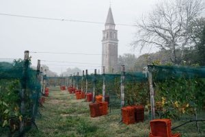 La vendemmia a Venissa, simbolo dell’antica viticoltura della Laguna, che rinasce con la Dorona