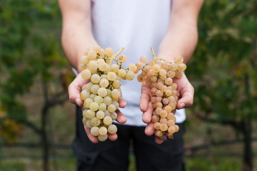 Il bilancio della vendemmia 2021