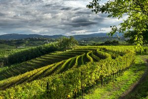 Il Pinot Bianco protagonista della viticoltura del Collio e simbolo di eccellenza
