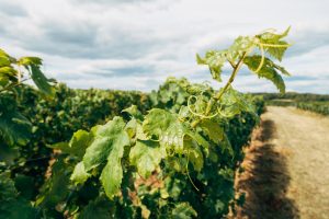 20% of consumers want “green” wine, more attention to organic and sustainability labels 20% of consumers want “green” wine, more attention to organic and sustainability labels