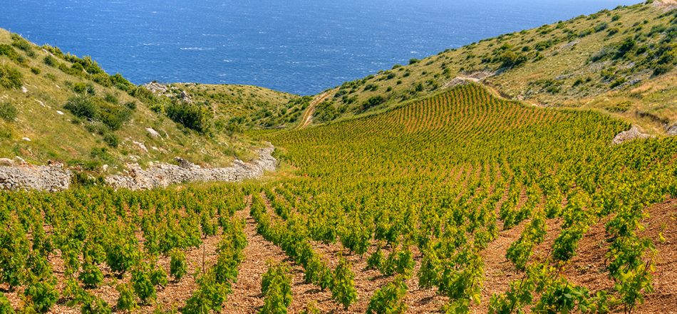 I vigneti della Dalmazia, dove nasce il Prosek