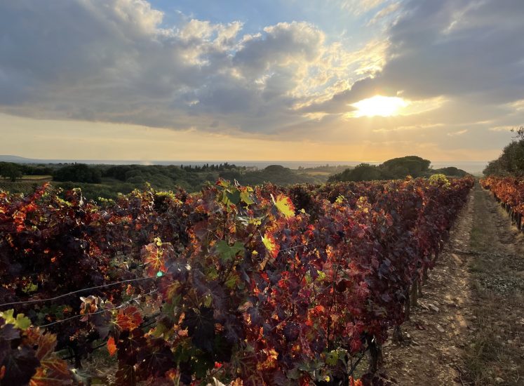 I vigneti della Tenuta di Biserno