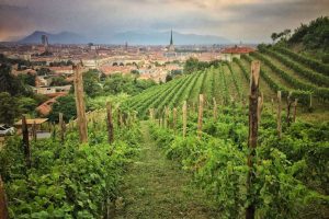 Dalla Vigna della Regina alle storiche cantine del Del Cambio, è tempo della “Vendemmia a Torino”