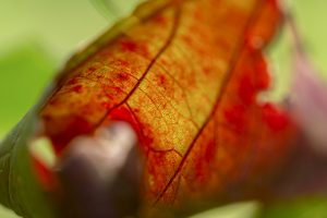 La fotografia, arte per raccontare il vino, andando “Oltre”. Il progetto della Zenato Academy La fotografia, arte per raccontare il vino, andando “Oltre”. Il progetto della Zenato Academy
