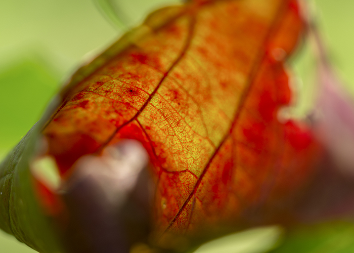 A “Vinitaly Special Edition” 2021  la mostra “Vino. Oltre il paesaggio” by Zenato Academy