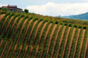 Between international and indigenous varieties, Emilia Romagna relies strongly on resistant vines