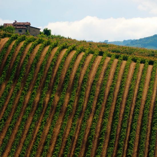 I vigneti della Romagna (ph: Consorzio Vini di Romagna)