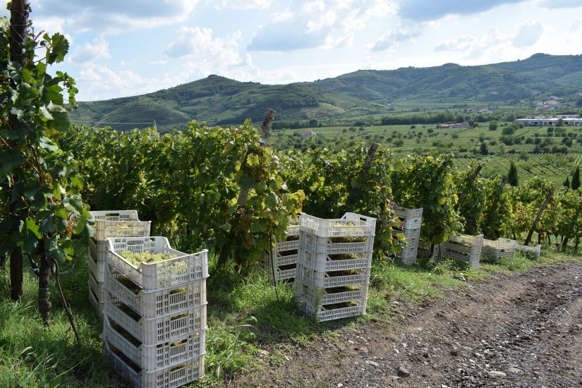 Il vino per la Val d’Alpone patrimonio Unesco: l’idea di Gianni Tessari