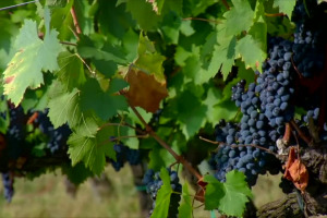 La vendemmia 2021, quando la resilienza &egrave; tra i filari del vigneto Italia