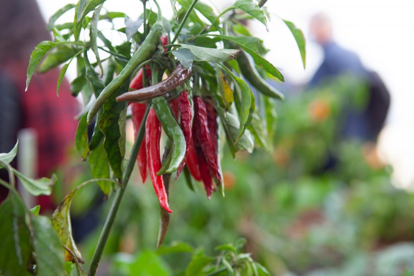 L’orto sperimentale e bio sul tetto della Fao